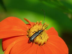 Ischnocnemis caerulescens