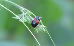 Megalostomis pyropyga