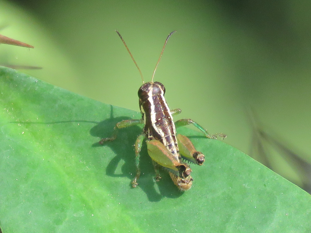 Paraoaxaca
