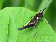 Melanotettix dibelonius