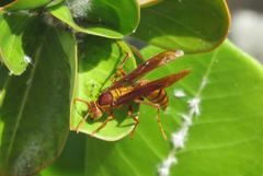 Polistes carnifex carnifex