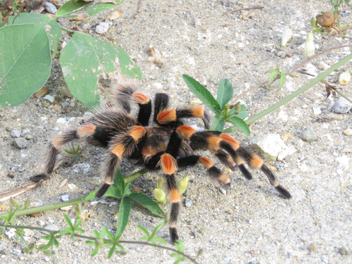 Mexican Redknee Tarantula