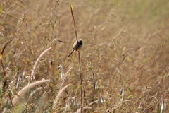 Prinia