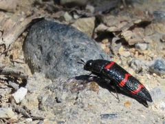 Acmaeodera trizonalis