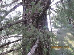 Pseudotsuga menziesii