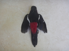 Cymbirhynchus macrorhynchos