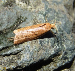 Gymnobathra