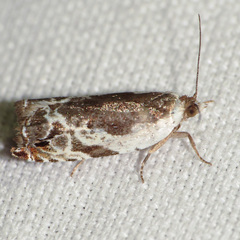 Ancylis nubeculana