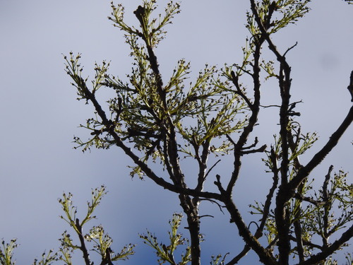 Desert ash