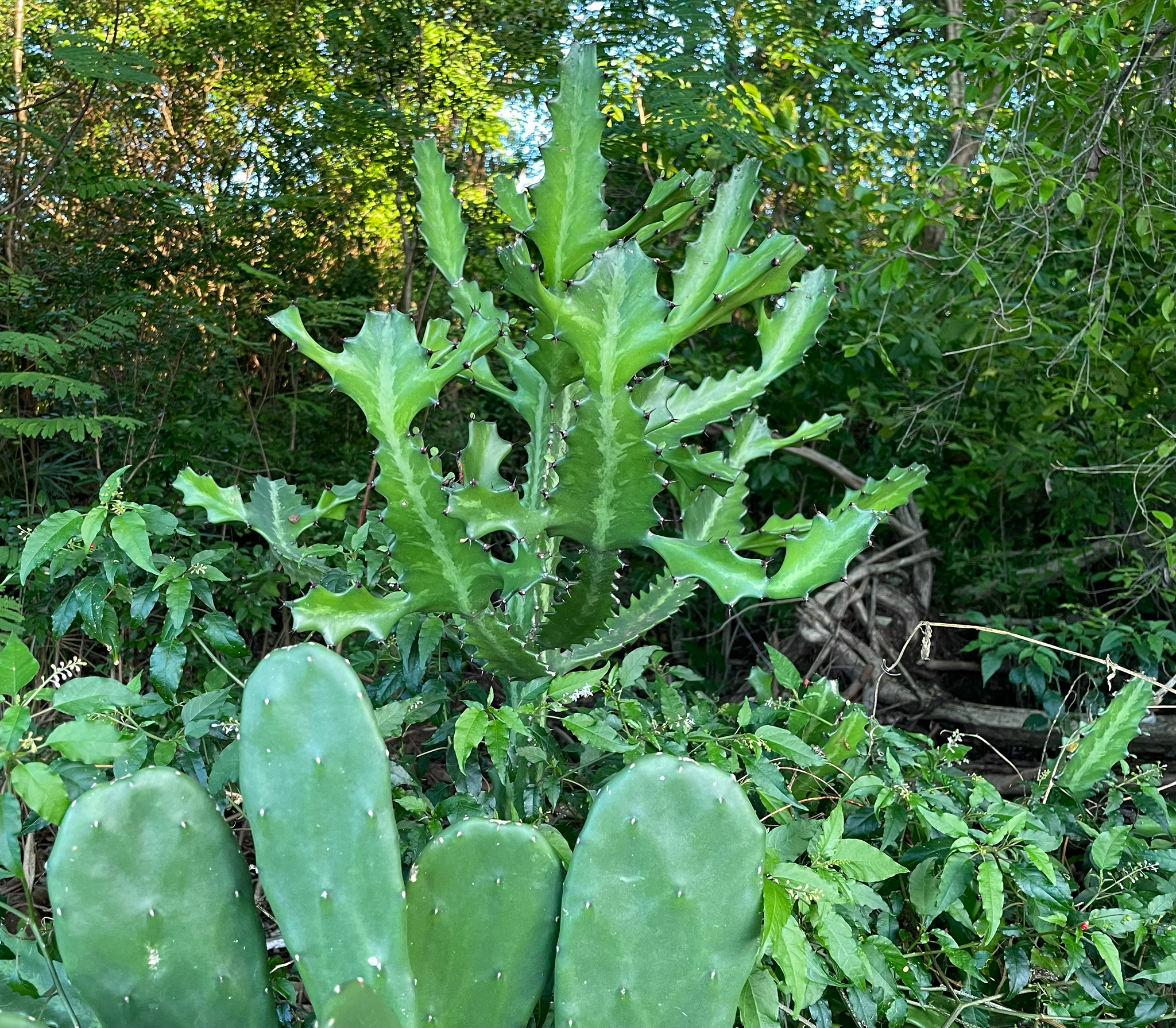 Euforbia lactea