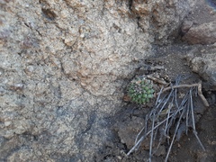 Mammillaria compressa compressa