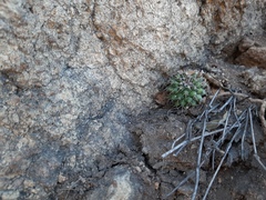 Mammillaria compressa compressa