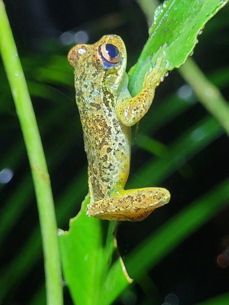 Serra de Paranapiacaba Tree Frog