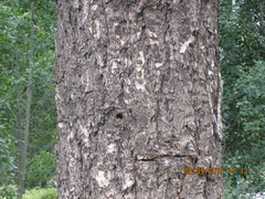 Pseudotsuga menziesii