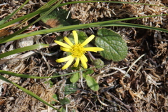 Brachyglottis bellidioides