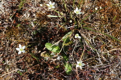 Gentianella grisebachii