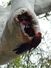 Platycercus elegans melanopterus