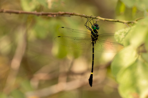Phyllomacromia hervei
