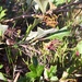 Grevillea ilicifolia ilicifolia - Photo (c) bellacorella,  זכויות יוצרים חלקיות (CC BY-NC), הועלה על ידי bellacorella