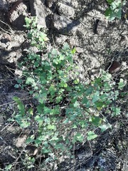 Ambrosia cordifolia