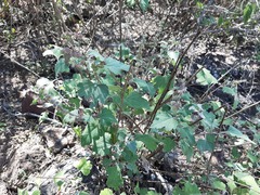 Ambrosia cordifolia