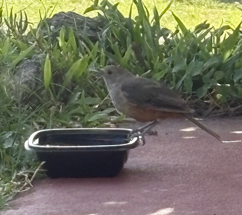 Rufous-bellied Thrush (Turdus rufiventris), photo 6