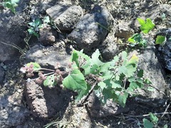 Ambrosia cordifolia