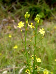 Bulbine semibarbata