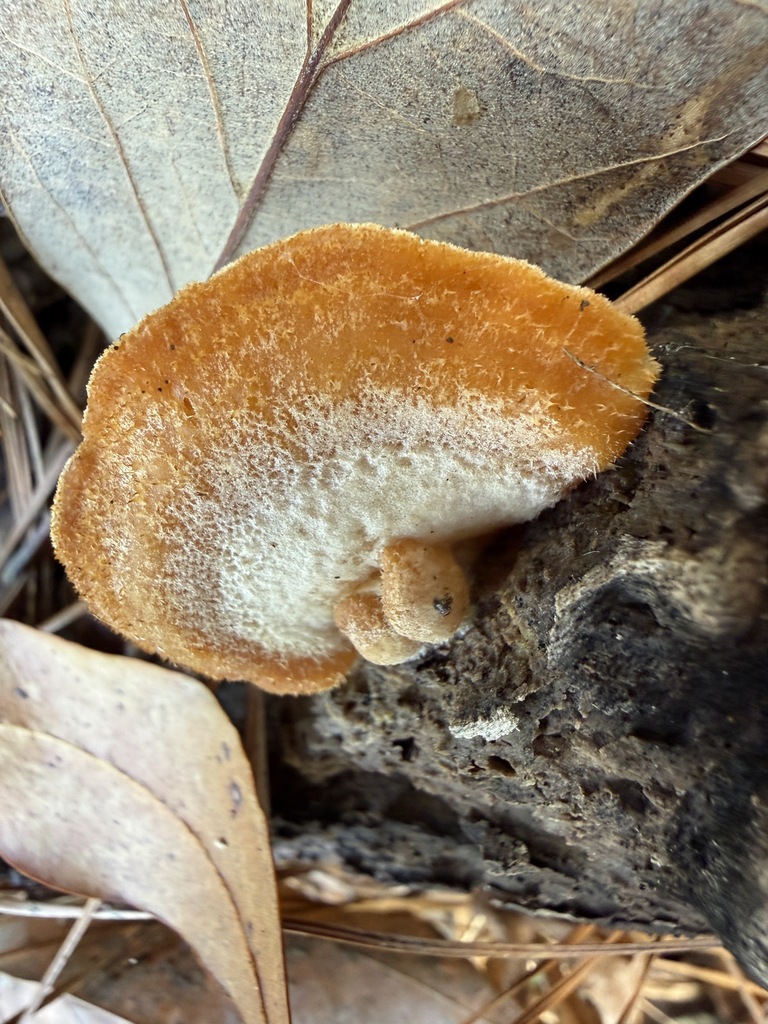 Phyllotopsis nidulans · January 2026 · photo: © aviatrix-79 (iNaturalist, cc-by-sa)