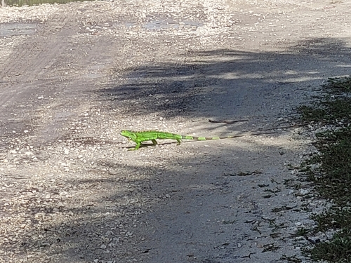 Green Iguana