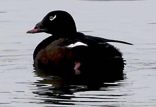 White-winged Scoter (Melanitta deglandi), photo 4