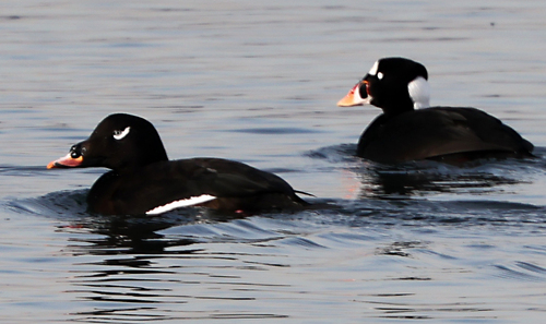 White-winged Scoter (Melanitta deglandi), photo 5
