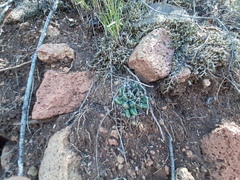 Mammillaria longimamma