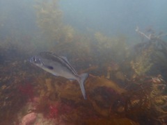 Latridopsis ciliaris