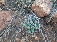Mammillaria longimamma
