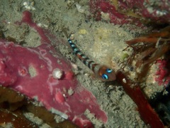 Notoclinops segmentatus