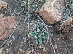 Mammillaria longimamma
