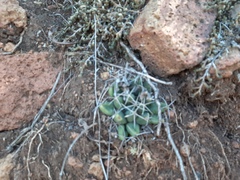 Mammillaria longimamma