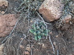Mammillaria longimamma