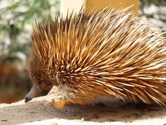 Tachyglossus aculeatus multiaculeatus