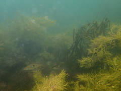 Notolabrus celidotus