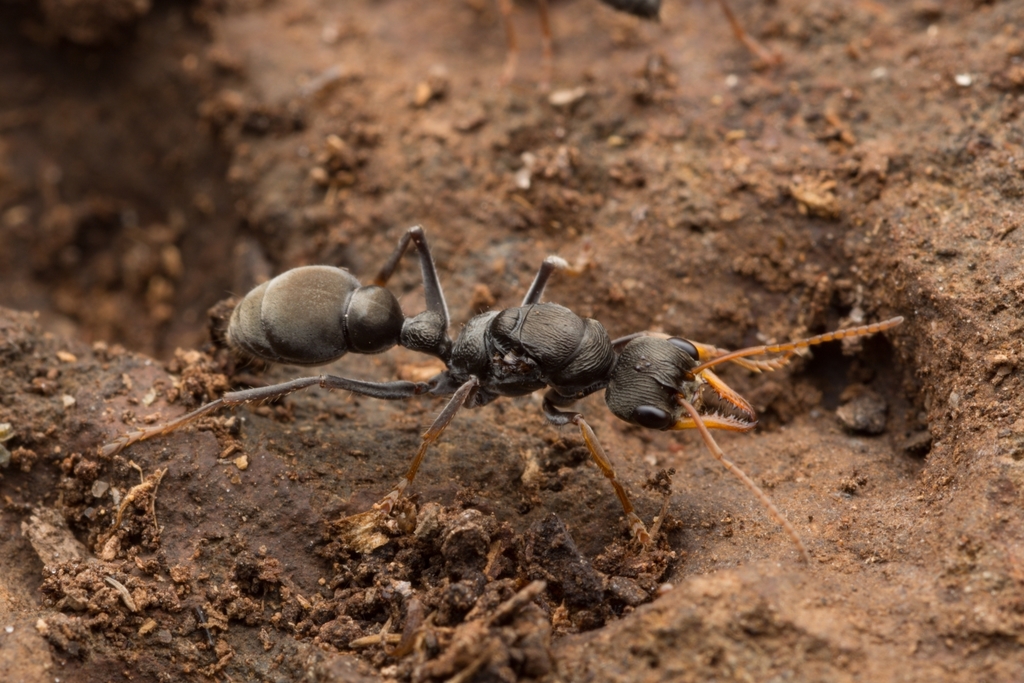 Jack Jumper Ant