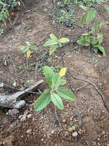 Waltheria indica observed 2026-01-19