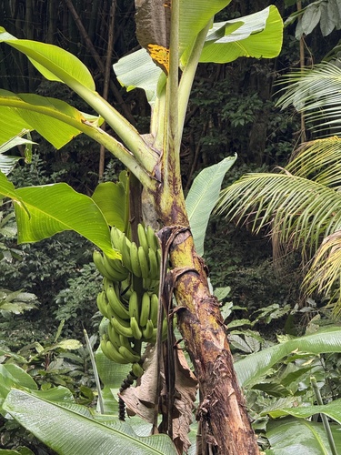 Cavendish banana