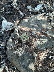 Mammillaria longimamma