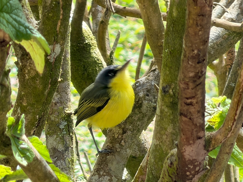Common Tody-Flycatcher (Todirostrum cinereum), photo 4