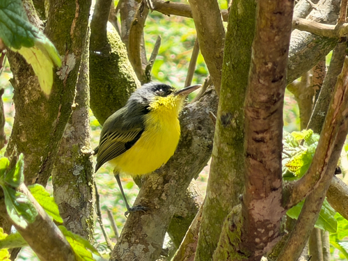 Common Tody-Flycatcher (Todirostrum cinereum), photo 5