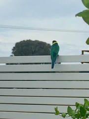 Barnardius zonarius zonarius