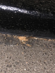 Gryllodes sigillatus