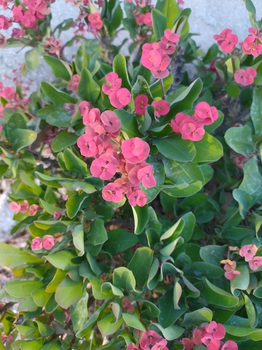 Crown-of-Thorns